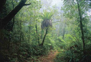 Foresta Pluviale Australiana