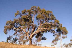 eucalipto-australia