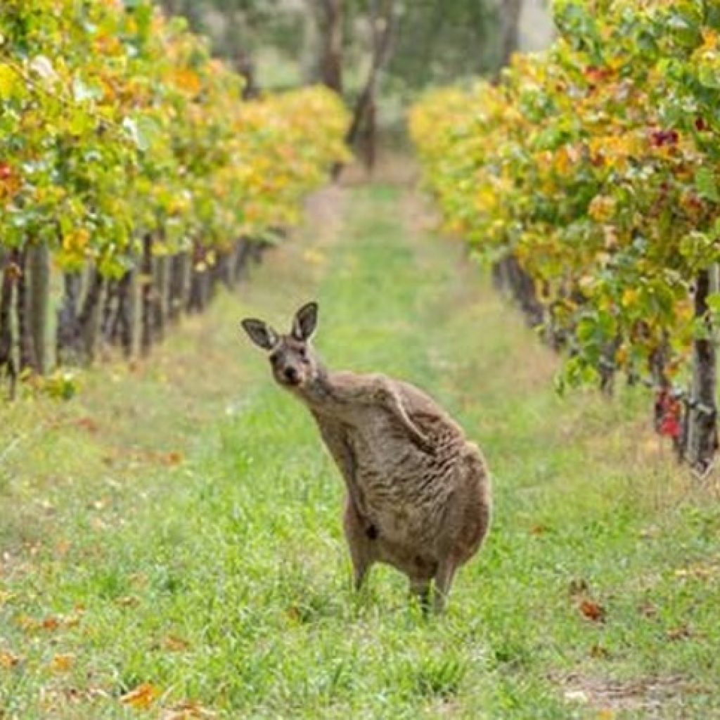 South-Australia-la-zona-vinicola