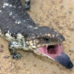 blue tongue