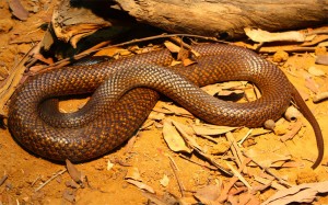 brown_snake