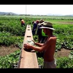 farm-australia-12