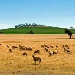 farm-australia-17