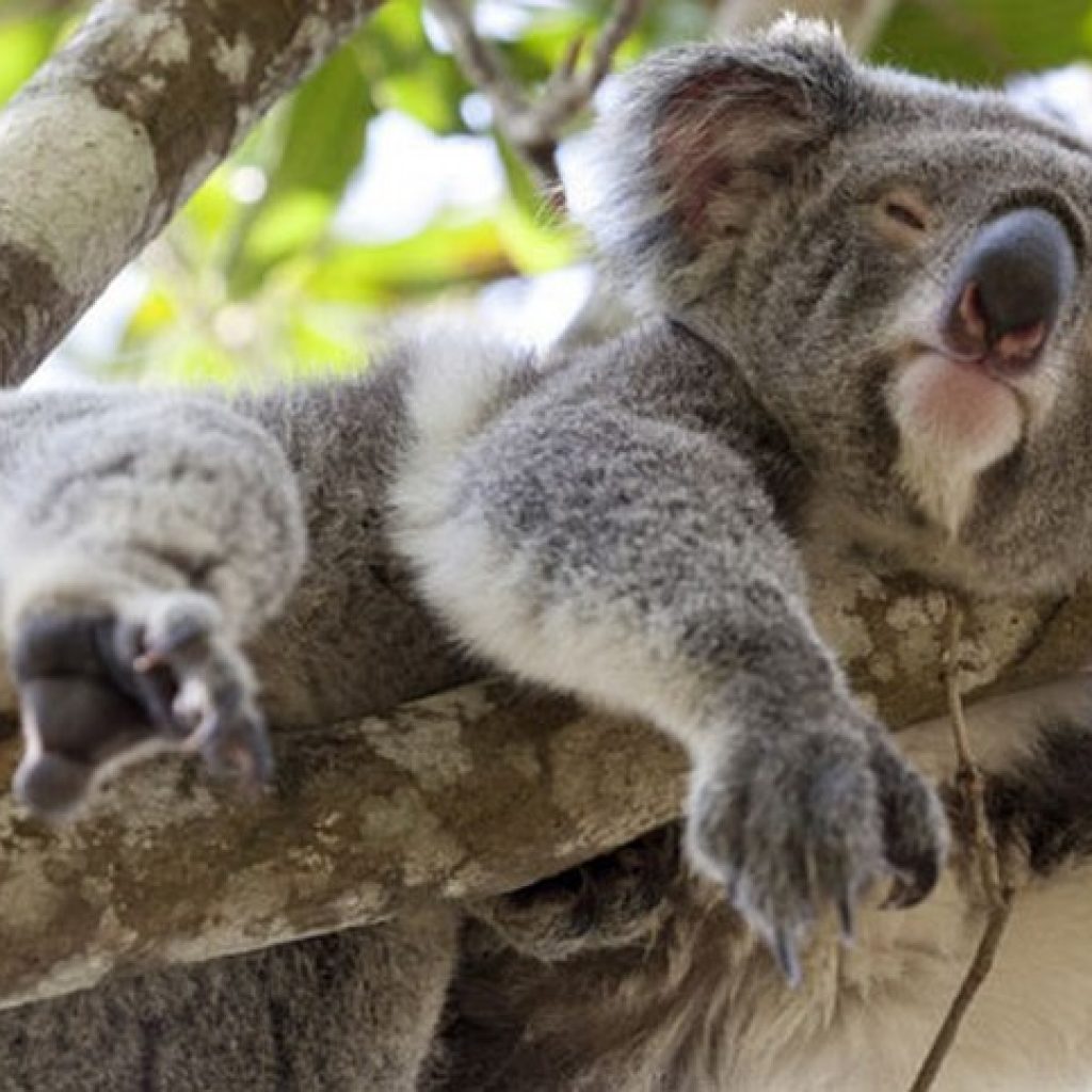vivere-australia-koala