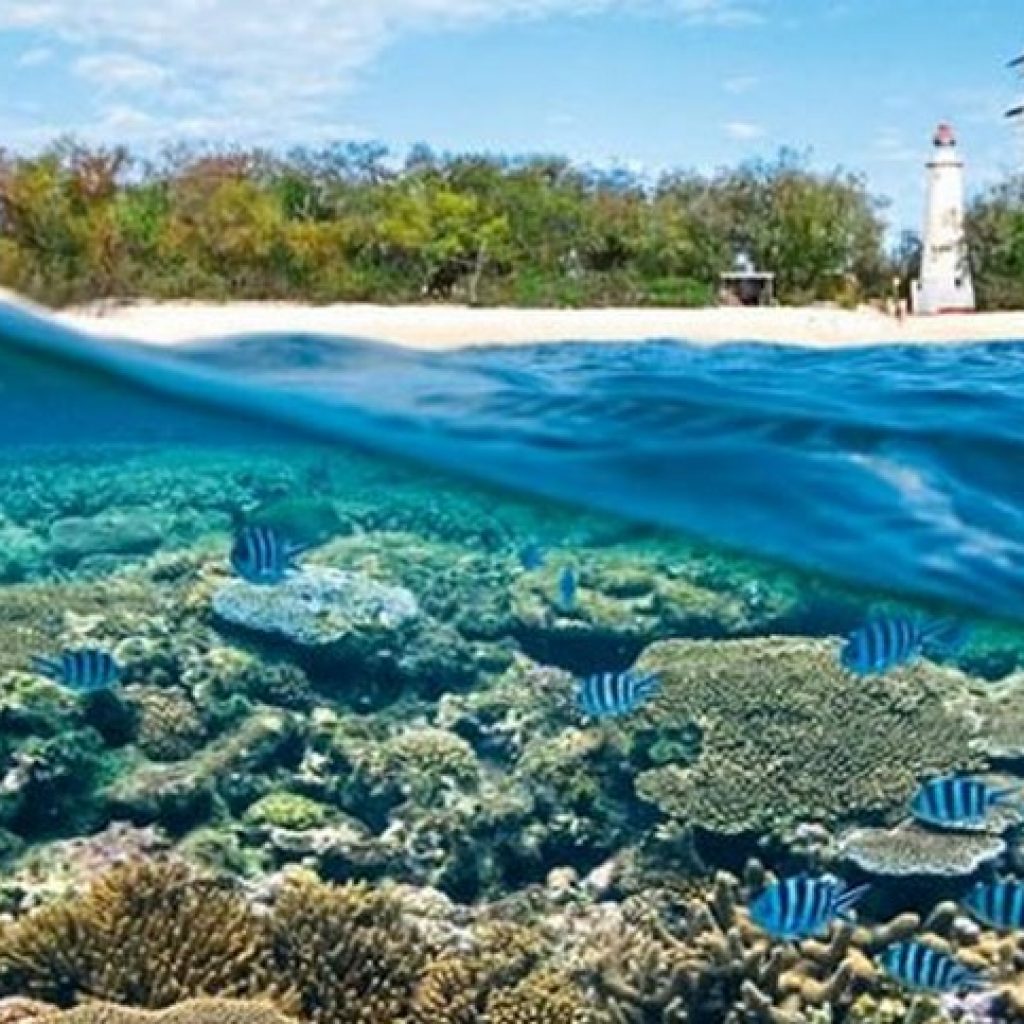 Lady Elliot Island