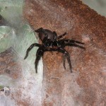 funel-web-spider-Atrax_Robustus