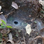 funel-web-spider-Atrax_Robustus