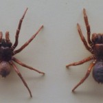 funel-web-spider-Atrax_Robustus