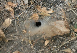 Funnel-Web Spider