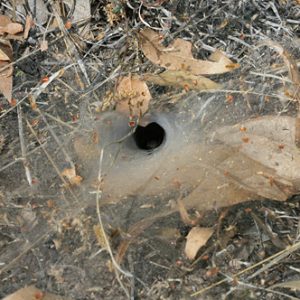 Funnel-Web Spider