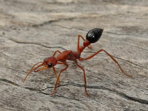 Myrmecia