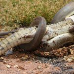 serpente-coccodrillo-australia