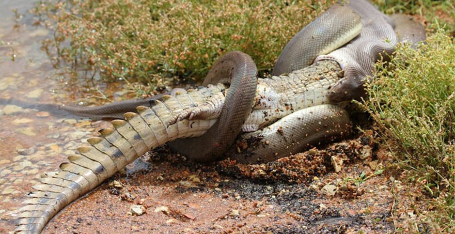 serpente-coccodrillo-australia