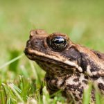 cane-toad-australia