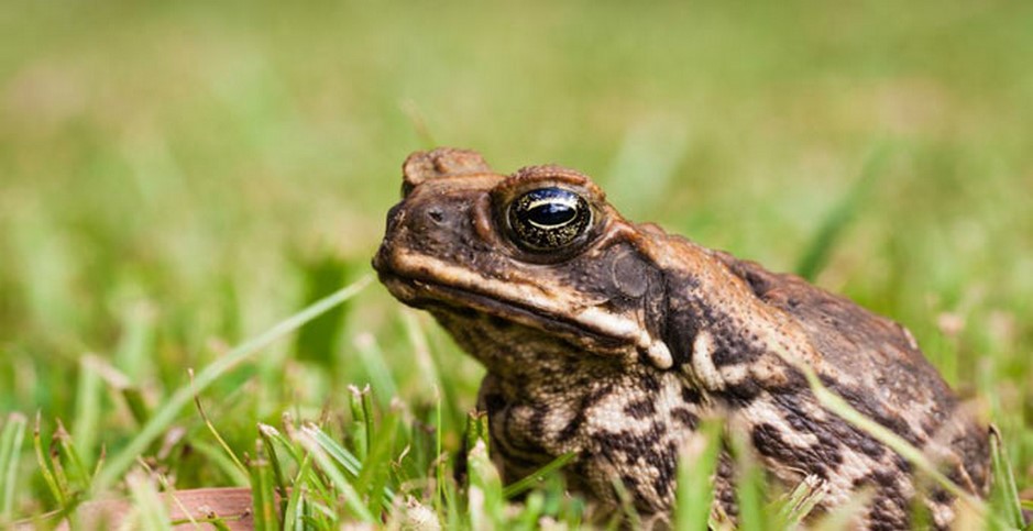 cane-toad-australia