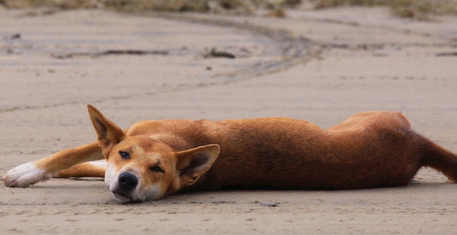 dingo-australia