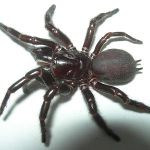 Atrax robustus