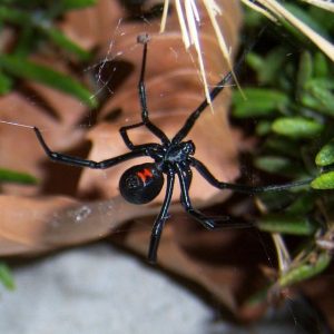 Latrodectus hasselti