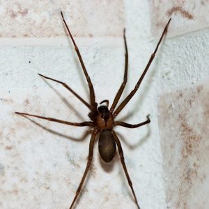 Loxosceles reclusa