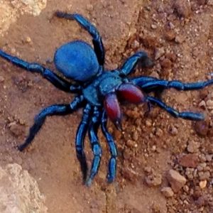 Missulena sp