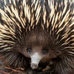 echidna