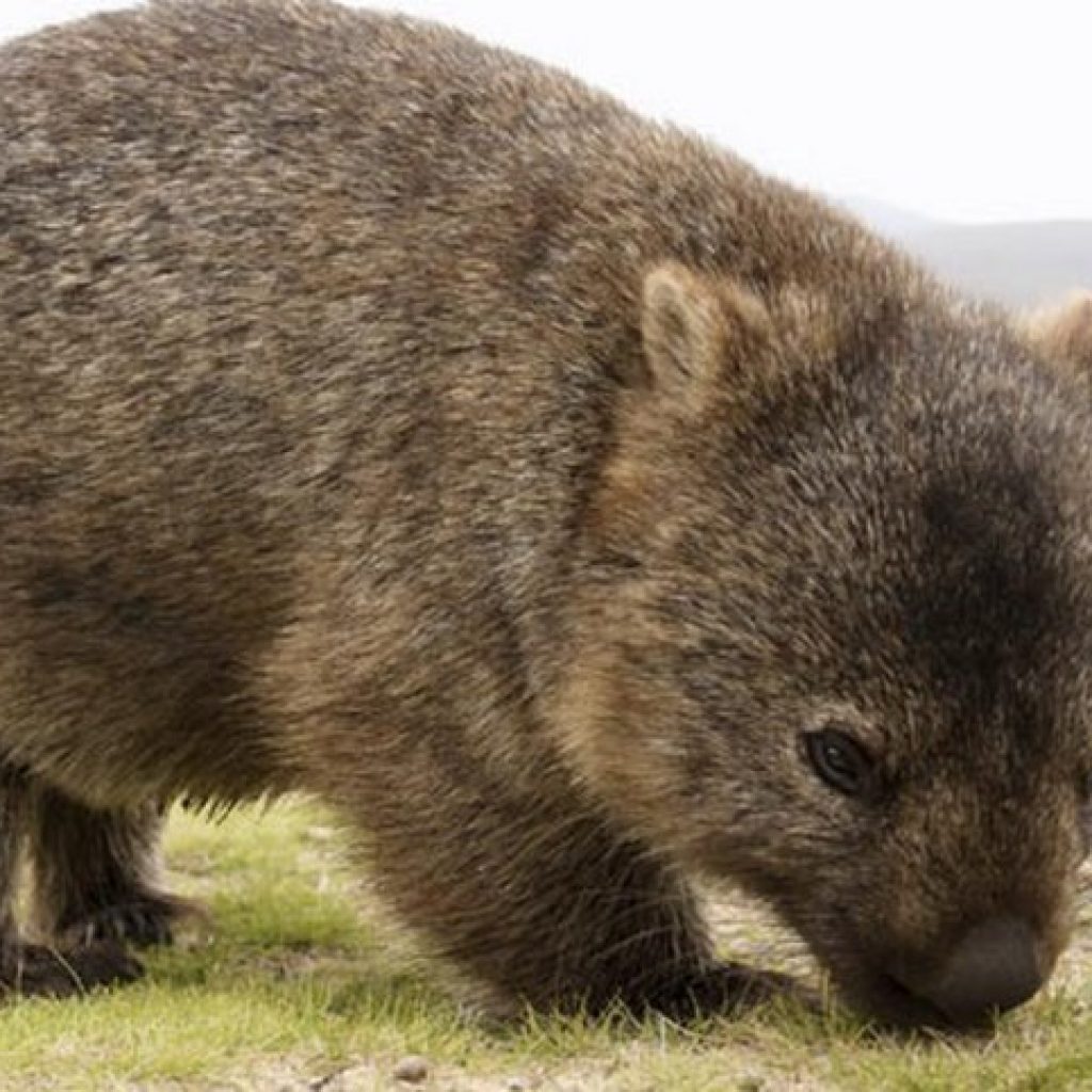 wombat