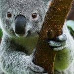 koala-australia