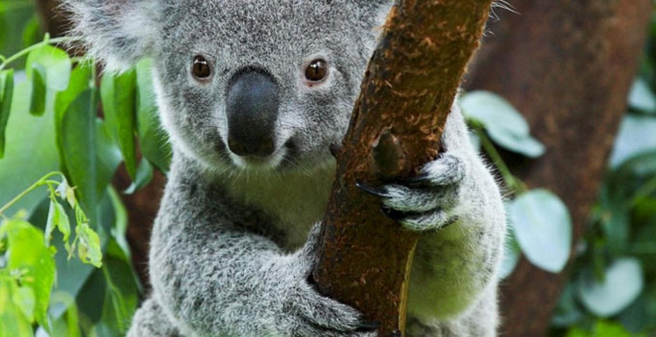 koala-australia