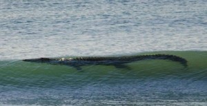 Sicurezza sulle spiagge Australiane