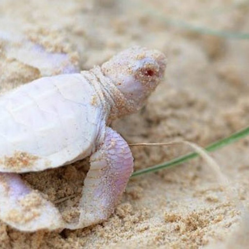tartaruga-albina-australia