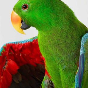 uccelli-australiani