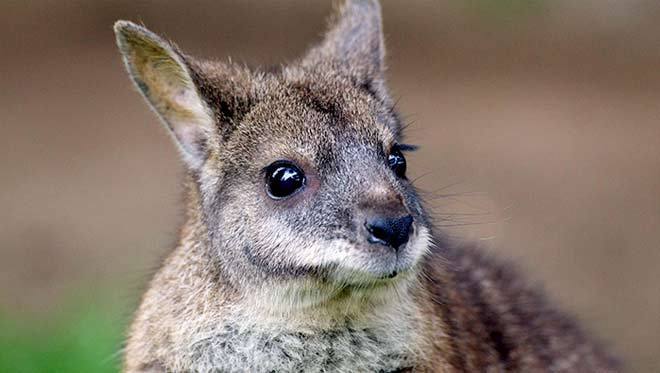 wallabie