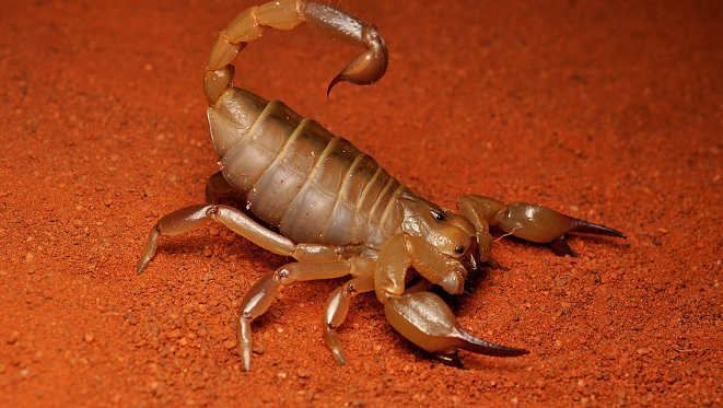 scorpioni
