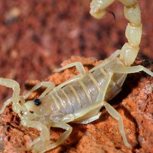 scorpioni