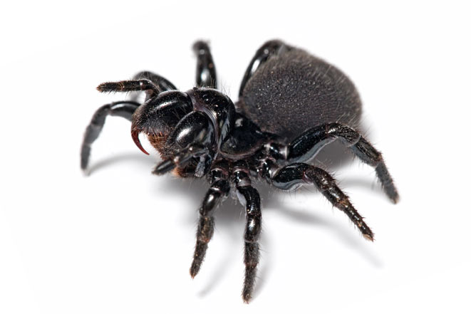 Funnel-web spiders