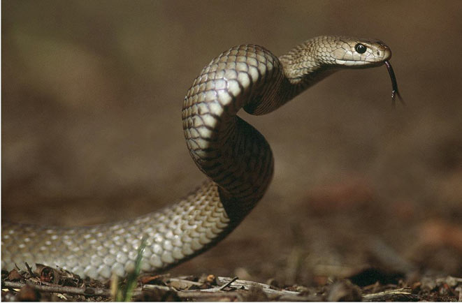 Brisbane-serpente-marrone-orientale