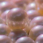 raccolta-delle-perle-in-australia