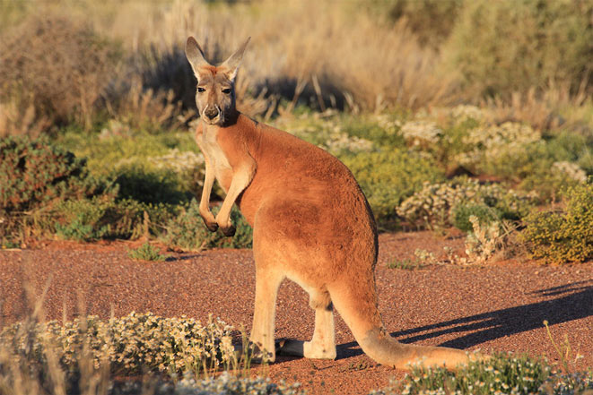 red-kangaroo