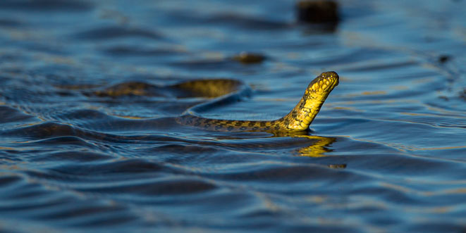 serpenti-australia-acqua