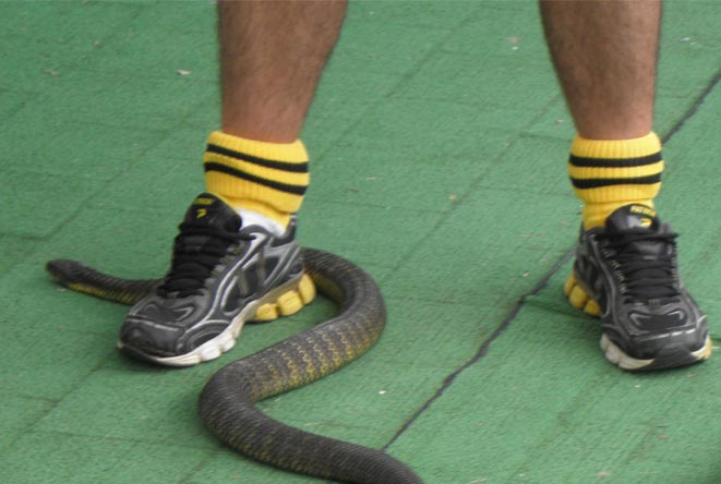 serpenti-australia-pericolosi