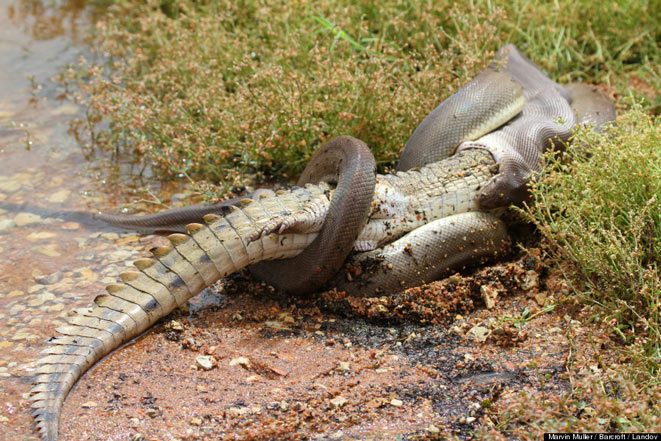 serpenti-australia-stritolatori